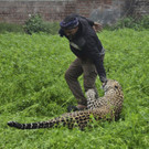 India_Stray_Leopard_90373.jpg