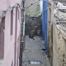India_Stray_Leopard_14627.jpg
