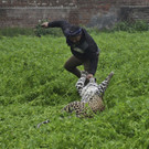 India_Stray_Leopard_97235.jpg