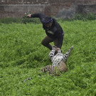 India_Leopard_Attack_97235.jpg