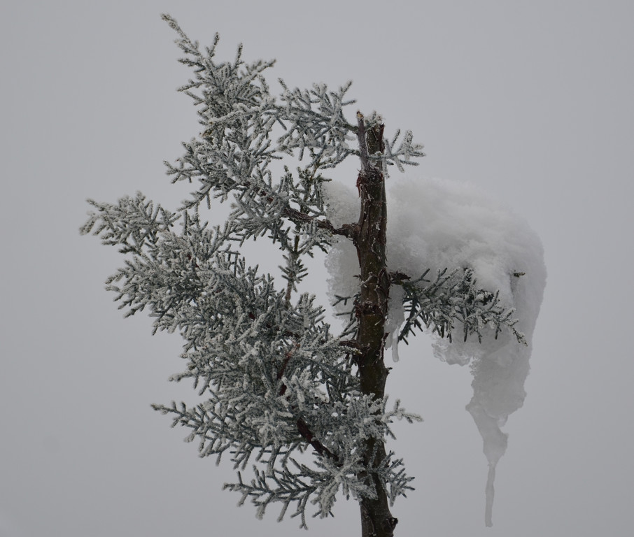 Winter 060219_3.JPG
