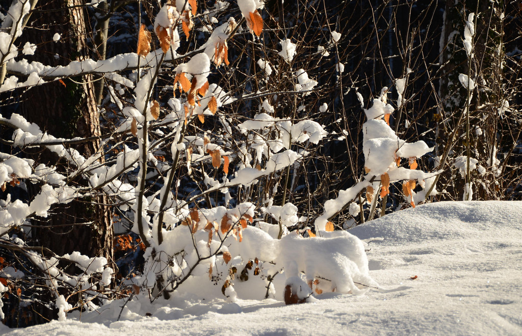 Winter 060219_36.JPG