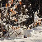 Winter 060219_36.JPG