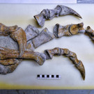 Plateosaurier: Neuer Dino für das Naturhistorische Museum Wien