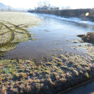 Übergelaufene Biogasanlage in Lustenau