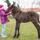 Ostermarkt 2018 __ SKB_Astrid Knie _4_.jpg