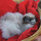 Bartgeier in Haringsee geschlüpft