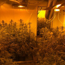 cannabis _2_.JPG