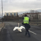 Schwan 3.jpg