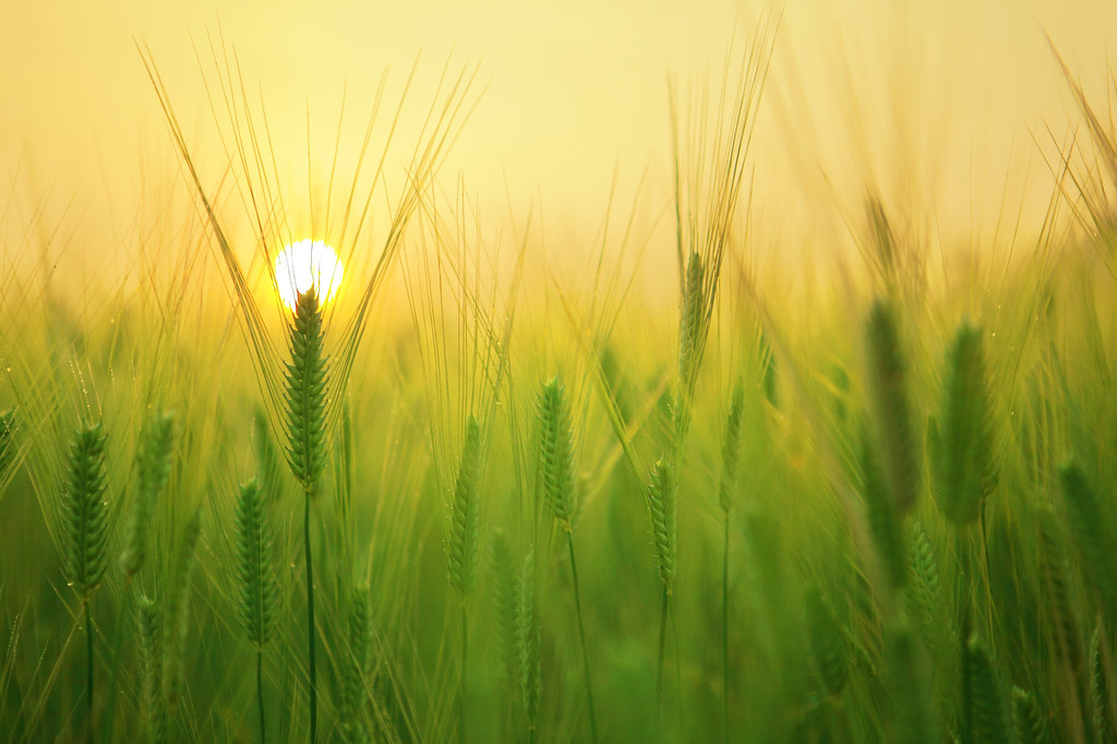 agriculture-barley-field-beautiful-207247.jpg