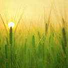 agriculture-barley-field-beautiful-207247.jpg