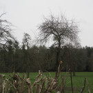 IMG_1455.JPG