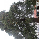 IMG_1483.JPG