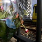 Netherlands_Shooting_47170.jpg