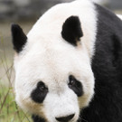 Panda-Männchen in Wien