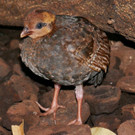 Strausswachtelbaby-GuentherHulla.jpg