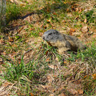 Frühling im Wildpark