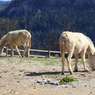 IMG_9406.JPG