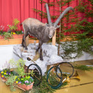 Oberl__nder J__gertage 2019 _145_.jpg