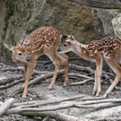Sikahirsch-Nachwuchs in Schönbrunn
