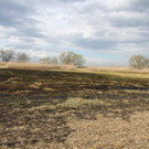 Flächenbrand in Höchst