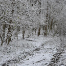 Zwischenbunker in einem Waldst__ck.jpg