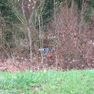 IMG_3373.JPG
