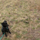 BirdLife Sp__rhund Charlie mit toter Rohrweihe_c_BirdLife.jpg