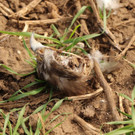 M__usebussardkopf_Frauenkirchen_c_BirdLife.jpg