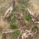 Tote Rohrweihe_Frauenkirchen_c_BirdLife.jpg