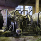 Stier in Jauchegrube gefallen