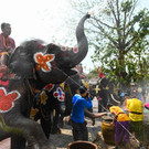 Wasserschlacht mit bemalten Elefanten zum buddhistische Neujahrsfest in Thailand