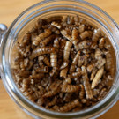 Hier wird mit Insekten gekocht