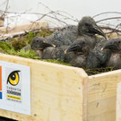 Menschliche Ziehmütter für Waldrapp-Küken