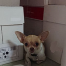 Entlaufener Chihuahua