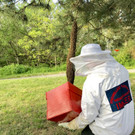 FF Wiener Neudorf bändigt Bienenschwarm