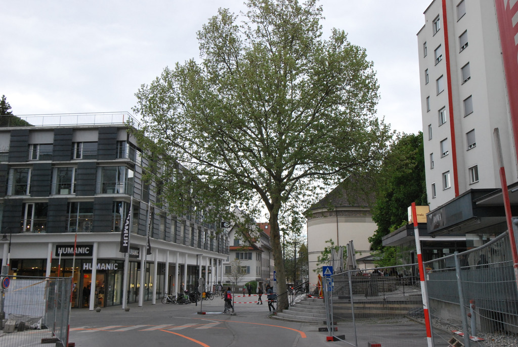 DSC_0465_ Um die Erhaltung dieser 40 Jahre alten Platane_ die erst im Fru__hlingsgru__n erstrahlt_ geht es.JPG