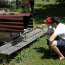 Das Leben der Bienen