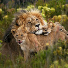 Gondwana Game Reserve L__wen.jpeg