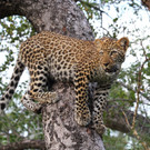 Leopard im Kruger Nationalpark.jpg