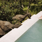 Royal Malewane Private Pool.jpg