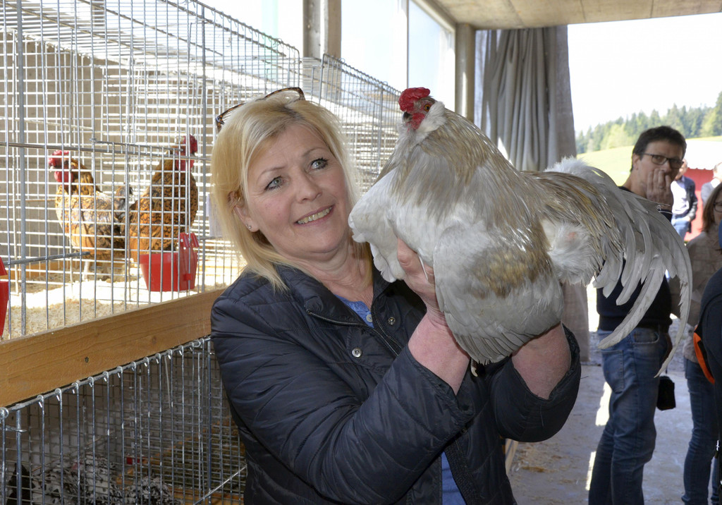 Ilse sucht einen neues Zuhause f__r ihren reinrassigen_ englischen Araucana - Hahn_.jpg