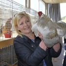Ilse sucht einen neues Zuhause f__r ihren reinrassigen_ englischen Araucana - Hahn_.jpg