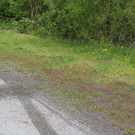 IMG_8910.JPG