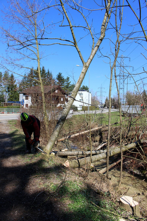 Hoferbach RODUNGEN Hochwasserschutz April 2019 _6_.JPG