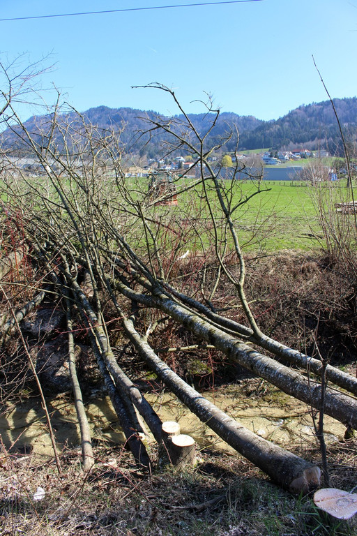 Hoferbach RODUNGEN Hochwasserschutz April 2019 _10_.JPG