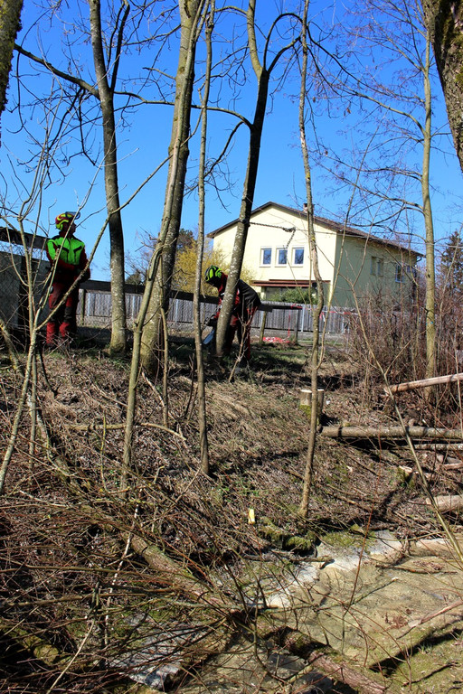 Hoferbach RODUNGEN Hochwasserschutz April 2019 _8_.JPG
