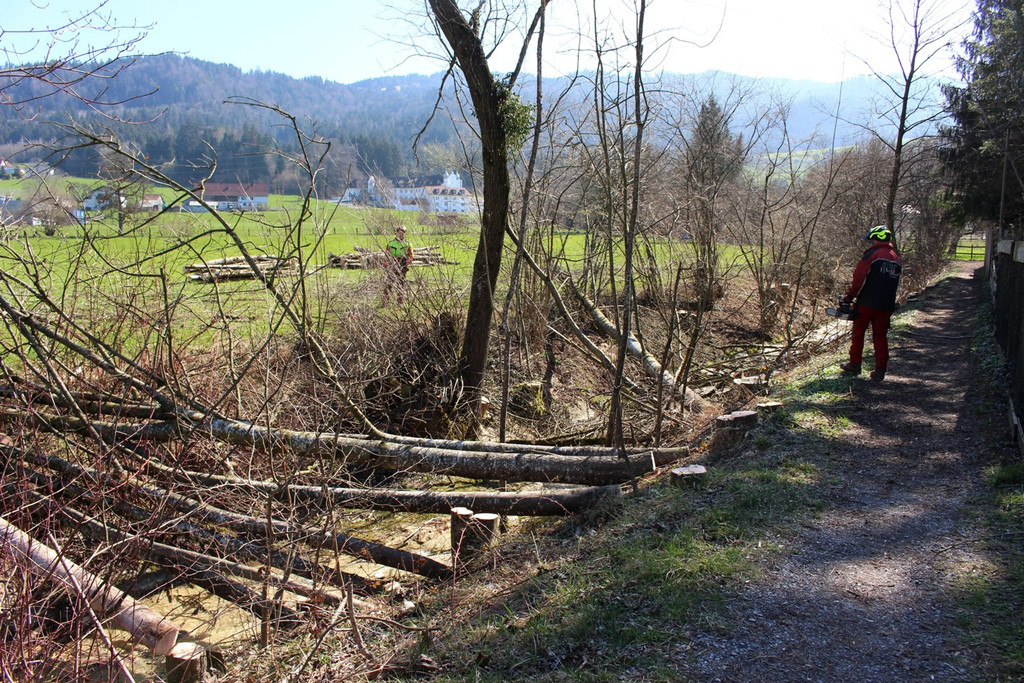 Hoferbach RODUNGEN Hochwasserschutz April 2019 _11_.JPG