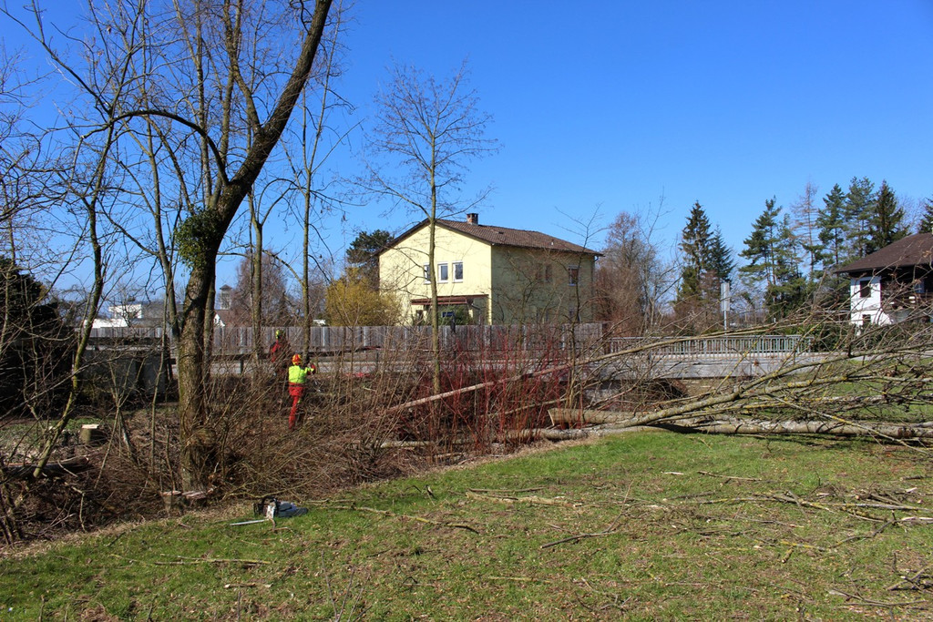 Hoferbach RODUNGEN Hochwasserschutz April 2019 _14_.JPG