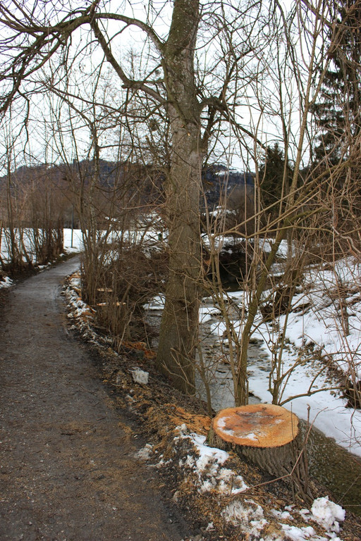 Ruggbach RODUNG Hochwasserschutz 30-01-2019 _14_.JPG